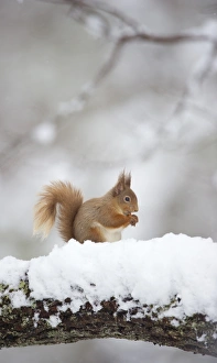 Eurasian Red Squirrel (Sciurus vulgaris) adult, feeding, sitting on branch in deep snow, Cairngorm N. P. Highlands, Scotland, march
