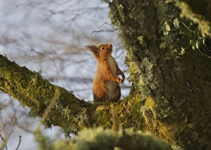 Eurasian Red Squirrel (Sciurus vulgaris) adult, sitting on moss and lichen covered branch, New Abbey, Dumfries and Galloway, Scotland, march