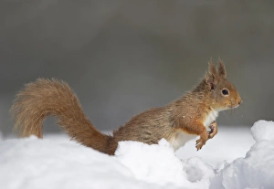 Eurasian Red Squirrel (Sciurus vulgaris) adult, leaping in deep snow, Cairngorm N. P. Highlands, Scotland, march