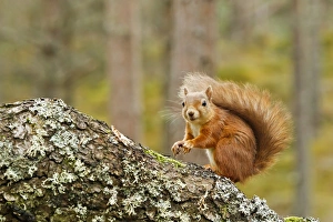 Eurasian Red Squirrel (Sciurus vulgaris) adult, sitting on branch in pine forest, Scotland, october