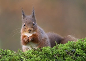 Special Prints: Eurasian Red Squirrel (Sciurus vulgaris) adult