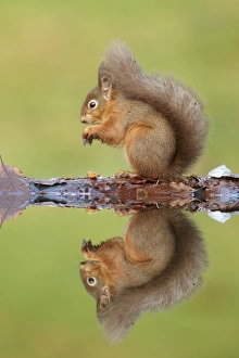 Eurasian Red Squirrel (Sciurus vulgaris) adult, feeding, sitting at edge of woodland pool with reflection