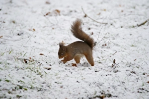 Eurasian Red Squirrel (Sciurus vulgaris) adult, burying nuts in snow covered ground, Dumfries and Galloway, Scotland