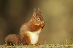 Eurasian Red Squirrel (Sciurus vulgaris) adult, feeding, sitting on woodland floor, Highlands, Scotland, February
