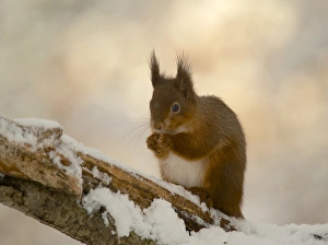 Eurasian Red Squirrel (Sciurus vulgaris) adult, feeding, sitting on snow covered branch, Dumfries and Galloway