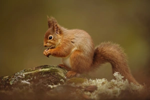 Eurasian Red Squirrel (Sciurus vulgaris) adult, feeding, sitting on fallen branch, Caledonian Forest, Cairngorms N. P