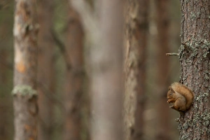 Eurasian Red Squirrel (Sciurus vulgaris) adult, feeding, sitting on trunk in coniferous forest, Scotland, January