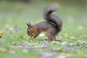 Eurasian Red Squirrel (Sciurus vulgaris) adult, burying hazelnut in garden lawn, Newlands Valley, near Keswick