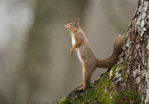Eurasian Red Squirrel (Sciurus vulgaris) adult, standing on back legs at base of tree, Scotland, January