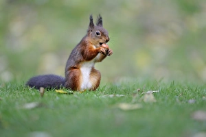 Eurasian Red Squirrel (Sciurus vulgaris) adult, feeding on hazelnut, sitting on garden lawn, Newlands Valley
