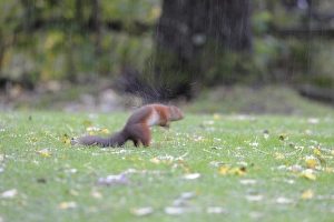 Eurasian Red Squirrel (Sciurus vulgaris) adult, shaking water from fur, standing on garden lawn during heavy rainfall