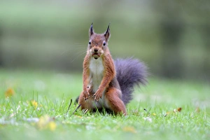 Eurasian Red Squirrel (Sciurus vulgaris) adult, with hazelnut in mouth, standing on garden lawn during rainfall