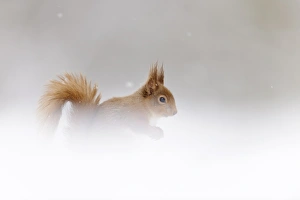 Eurasian Red Squirrel (Sciurus vulgaris) adult, sitting amongst snow in coniferous forest, Cairngorms N. P