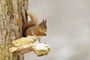 Eurasian Red Squirrel (Sciurus vulgaris) adult, feeding on hazelnut, sitting on snow covered bracket fungus on Scots