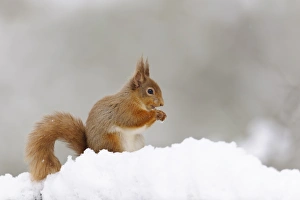 Eurasian Red Squirrel (Sciurus vulgaris) adult, feeding on hazelnut, sitting on snow in coniferous forest
