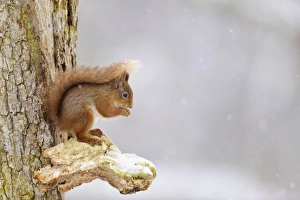 Eurasian Red Squirrel (Sciurus vulgaris) adult, feeding on hazelnut, sitting on snow covered bracket fungus on Scots