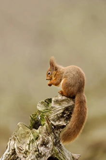 Eurasian Red Squirrel (Sciurus vulgaris) adult, feeding on hazelnut, sitting on stump in coniferous forest