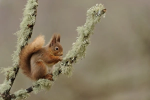 Eurasian Red Squirrel (Sciurus vulgaris) adult, feeding on hazelnut, sitting on lichen covered branch in coniferous