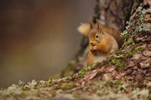 Eurasian Red Squirrel (Sciurus vulgaris) adult, feeding on hazelnut, sitting at base of Scots Pine (Pinus sylvestris)