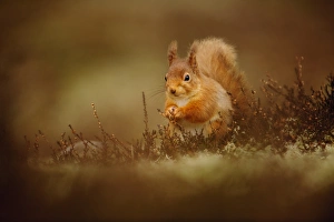 Eurasian Red Squirrel (Sciurus vulgaris) adult, sitting amongst heather in coniferous forest, Cairngorms N. P