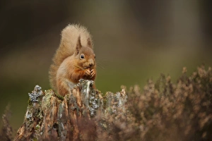 Eurasian Red Squirrel (Sciurus vulgaris) adult, feeding on hazelnut, sitting on stump amongst heather in coniferous