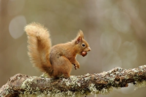 Eurasian Red Squirrel (Sciurus vulgaris) adult, with hazelnut in mouth, sitting on lichen covered branch in coniferous