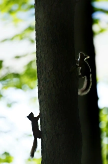 Rodent Prints: Eurasian Red Squirrel (Sciurus vulgaris) two adults