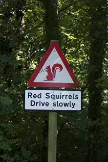 Eurasian Red Squirrel (Sciurus vulgaris) Drive Slowly warning sign for drivers, with steering wheel added