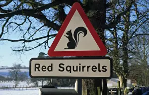 Eurasian Red Squirrel (Sciurus vulgaris) warning sign, beside road in snow, Cumbria, England, winter