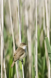 Eurasian Reed-warbler (Acrocephalus scirpaceus) adult, perched on reed stem, North Kent Marshes, Isle of Sheppey, Kent, England, may