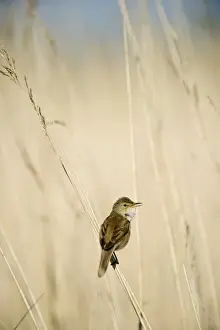 Eurasian Reed-warbler (Acrocephalus scirpaceus) adult, singing, perched on reed stem in reedbed, The Broads, Norfolk, England, may