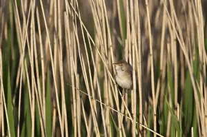 Eurasian Reed-warbler (Acrocephalus scirpaceus) adult, singing, perched on reed stem in reedbed, Cley, Norfolk, England, may