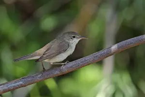 Eurasian Reed-warbler (Acrocephalus scirpaceus) adult, perched on twig, Lesvos, Greece, april