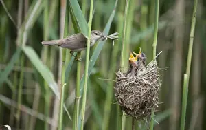 Eurasian Reed-warbler (Acrocephalus scirpaceus) adult, with insects in beak, feeding chicks in nest, England