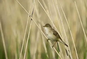 Eurasian Reed-warbler (Acrocephalus scirpaceus) adult, perched on reed stem in reedbed, Cley, Norfolk, England, may