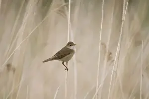 Eurasian Reed-warbler (Acrocephalus scirpaceus) adult, perched on reed stem in reedbed, Crossness Nature Reserve