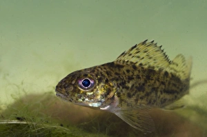 Nottingham Prints: Eurasian Ruffe (Gymnocephalus cernua) adult
