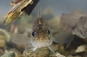 Eurasian Ruffe (Gymnocephalus cernua) adult, in tank, Nottingham, Nottinghamshire, England, February