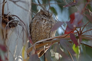 Eurasian Scops-owl (Otus scops) adult, roosting in tree, Lesvos, Greece, april
