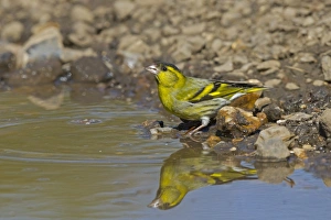 Eurasian Siskin (Carduelis spinus) adult male, drinking at puddle, Norfolk, England, April