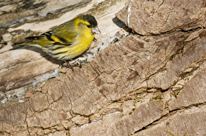 Eurasian Siskin (Carduelis spinus) adult male, feeding on seeds, standing on log, Bialowieza N. P