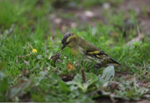 S Eed Prints: Eurasian Siskin (Carduelis spinus) immature male