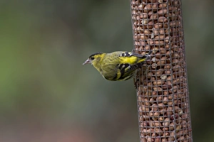 Feeder Prints: Eurasian Siskin on garden pea-nut feeder