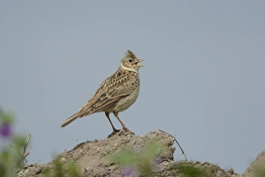 Singing Prints: Eurasian Skylark (Alauda arvensis) adult male