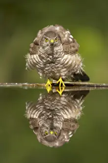 Eurasian Sparrowhawk (Accipiter nisus) adult female, with ruffled feathers, standing at edge of forest pool, Hungary