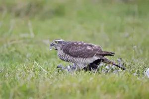 Eurasian Sparrowhawk (Accipiter nisus) adult female, feeding, plucking Northern Lapwing (Vanellus vanellus)