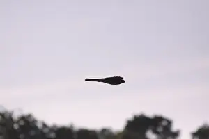 Eurasian Sparrowhawk (Accipiter nisus) adult female, in flight over hedgerow in farmland, silhouetted at sunset