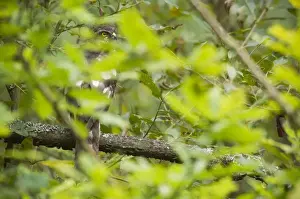 Eurasian Sparrowhawk (Accipiter nisus) adult female, perched on branch amongst foliage after bathing, Kent, England
