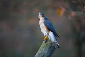 Hawk Prints: Eurasian Sparrowhawk (Accipiter nisus) adult male