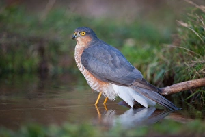 Eurasian Sparrowhawk (Accipiter nisus) adult male, bathing, in oak woodland, Norfolk, England, december